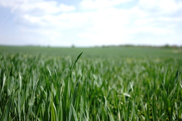 Fototapeta premium Green wheat field