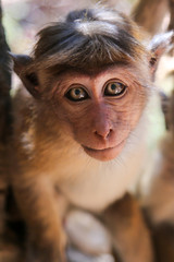 close up of monkey
