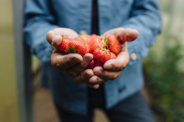 Close-up of man holding organic strawberries