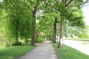 Allée arborée