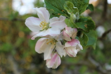 fleur de pommier