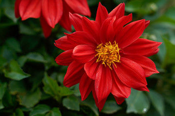 Bright red dahlia flower with a stunning yellow center.