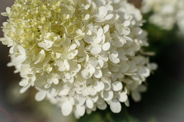 Blooming limelight hydrangea plant. Flowering plant.
