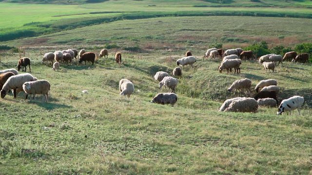 Herd sheep standing and graze beautiful field. Agriculture and cattle breeding. Slow motion