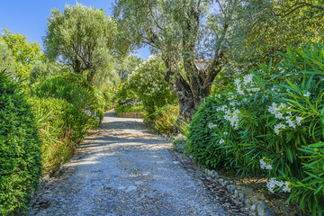 Fototapeta premium Piękny park na stokach w Cagnes-sur-Mer. Cagnes-sur-Mer (między Niceą a Cannes) - gmina departamentu Alpes-Maritimes w regionie Provence Alpes - Cote d'Azur we Francji. Europa.