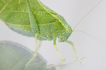 A macro shot of a Katydid, also known as a leaf bug, which has a leaf shaped camouflage. The bug is in the grasshopper and cricket family.