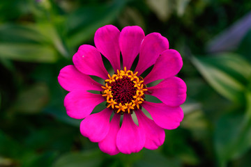 Bright pink zinnia flower. Close up image from above.