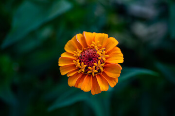 Small, orange zinnia flower growing in the garden.