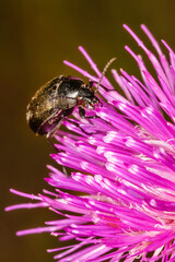 Black beetle on pink thistle flower. Podonta sp. from the family Alleculinae.