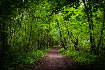 Een smal voetpad in een groen diep en dik zomerbos met esdoorn op de voorgrond en schaduwen die op het onverharde wegdek vallen