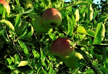 朝日が当たるりんご