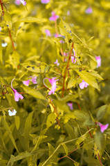 Tiny purple flower in green nature