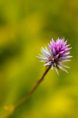 Close up shot of Tiny purple flower in green nature