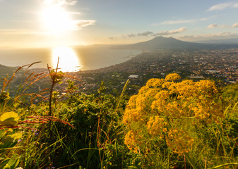 Close up on nice yellow flowers with sunset and vesuvius in background, Naples, Gulf of Naples, South Italy.