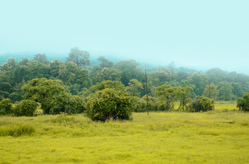 Fototapeta na wymiar Rain in an indian village, Green Nature