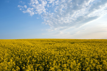 Landscape with blooming yellow rapeseed agricultural field and blue clear sky in spring.