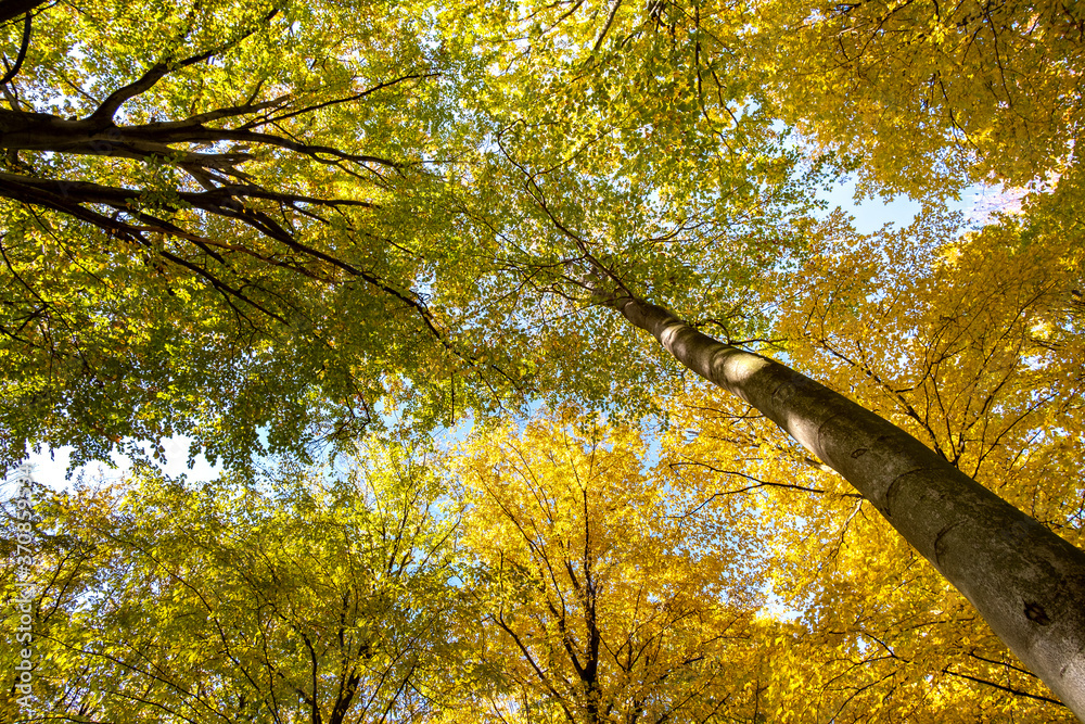 Wall mural perspective from down to up view of autumn forest with bright orange and yellow leaves. dense woods 