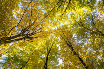 Perspective from down to up view of autumn forest with bright orange and yellow leaves. Dense woods with thick canopies in sunny fall weather.