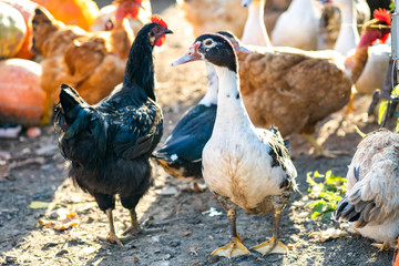 Hens feed on traditional rural barnyard. Detail of a hen head. Close up of chicken standing on barn yard with chicken coop. Chickens sitting in outdoor henhouse. Free range poultry farming concept.
