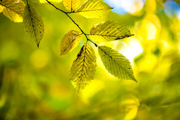 Close up of bright vibrant yellow leaves on a tree branches in autumn park. Detail of fall forest foliage.
