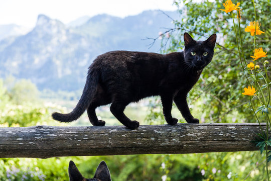 Portrait of black cat balancing on wooden railing