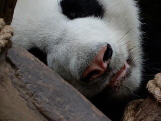 Closeup of giant panda's face