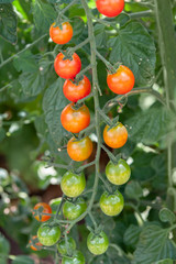 Green, orange and red cherry tomatoes ripening on the vine, vertical orientation.