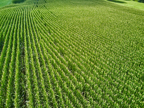 Aerial Drone images of Amish country cornfields in Pennsylvania countryside showing the various patterns in the corn