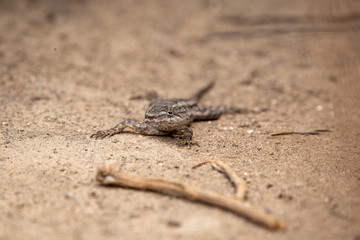 lizard on the sand