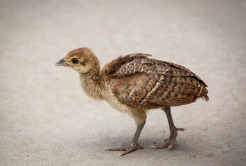 peacock baby walking