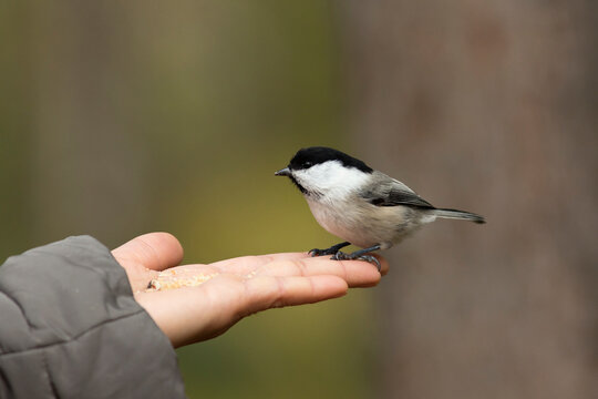 Finland, Kuhmo, North Karelia, Kainuu, Hand with Willow tit (Poecile montanus)