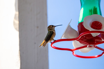 hummingbird on feeder