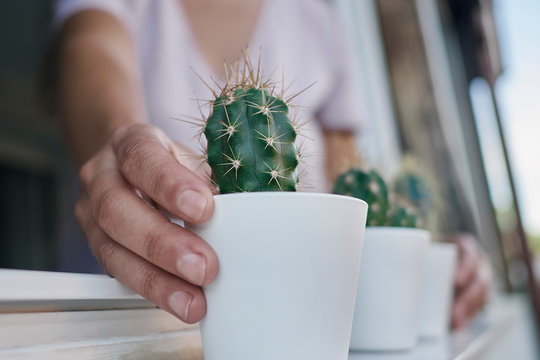 A hand holding some cactus