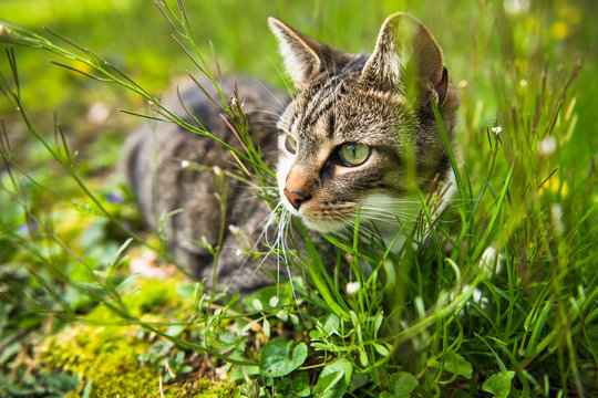 Housecat playing in the yard and garden