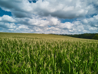 Aerial Drone images of Amish country cornfields in Pennsylvania countryside showing the various patterns in the corn