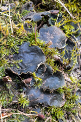 Close-up of Felt Lichen (Peltigera neopolydactyla)