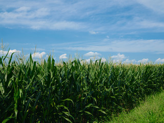 A field of fresh picked country corn in Amish Country