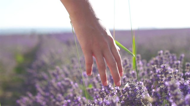 Sunset over a violet lavender field outdoors