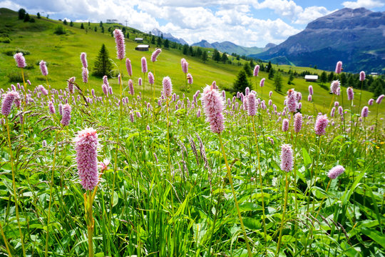 Alpine flowers flourish in the strong summers sunshine on the hills around Livigno, Italy