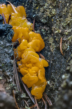 Fruiting Bodies of an Orange Jelly Fungus (Dacrymyces palmatus)