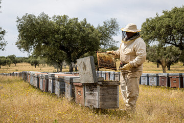 Beekeeper checking beehive in apiary