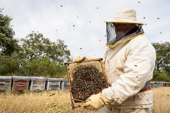 Beekeeper holding frame with honey bees