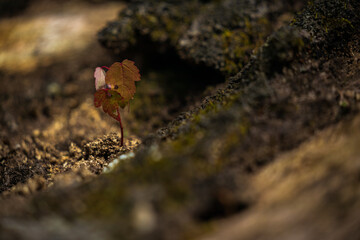 red leaf poking through the ground