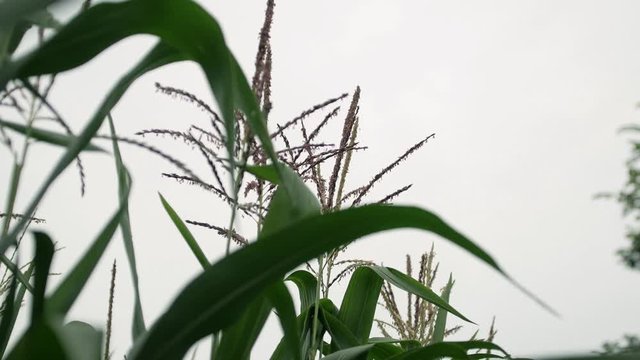 Rural landscape with ears of corn close up on a rural farm