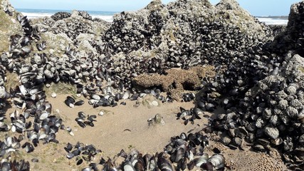 Moules dans une vue magnifique sur la plage