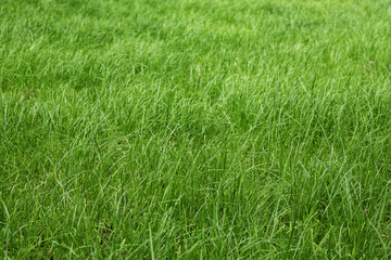 tall green grass in a meadow, pasture, unmown green lawn or lawn