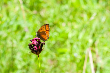 Butterfly perched on field flower in sunny summer day