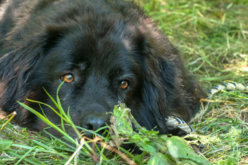 Newfoundland dog laying on green grass meadow closeup