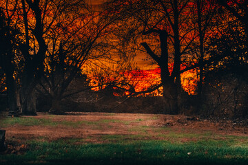 A Fire Orange Sunset in a Lightly Wooded Area