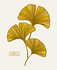 Ginkgo biloba branch with leaves